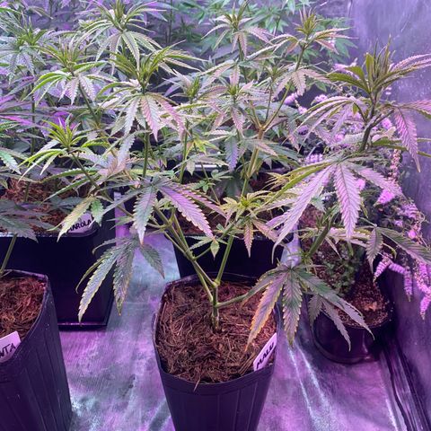 Mimosa x Orange Punch growlog timeline photo