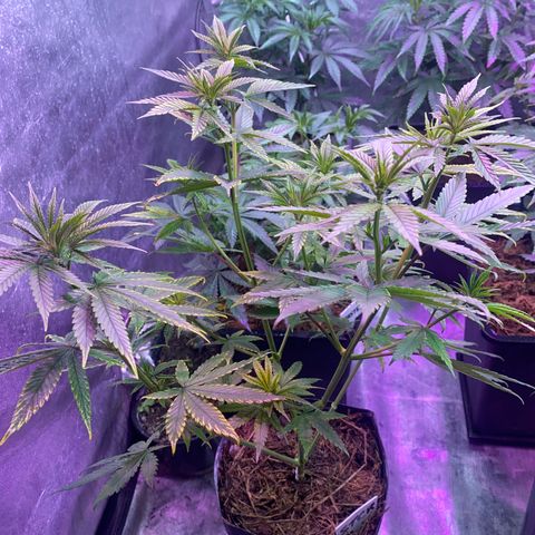Mimosa x Orange Punch growlog timeline photo