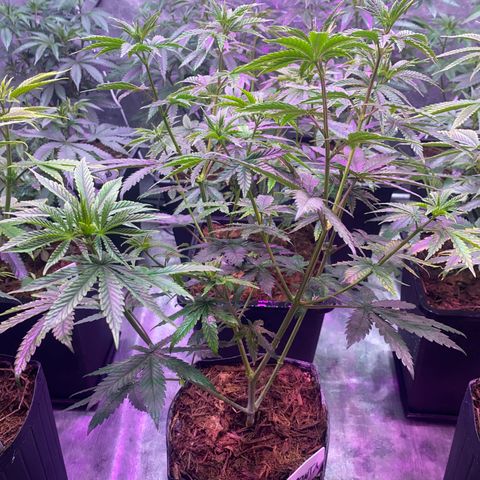 Mimosa x Orange Punch growlog timeline photo
