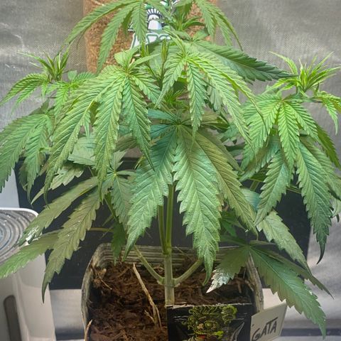 Slurricane #7 S1 growlog timeline photo
