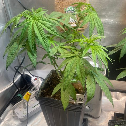 Slurricane #7 S1 growlog timeline photo