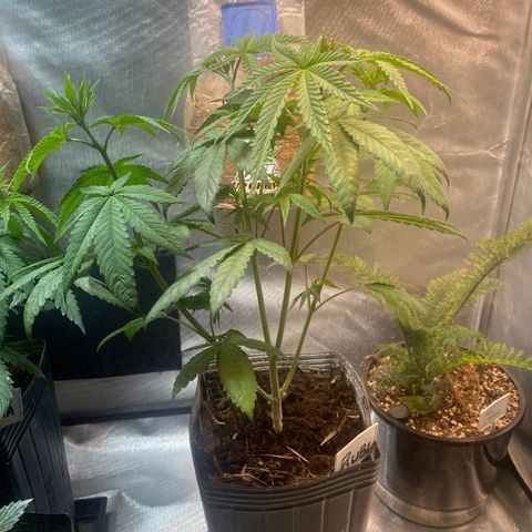Slurricane #7 S1 growlog timeline photo