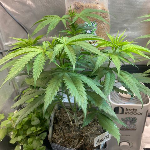 Slurricane #7 S1 growlog timeline photo