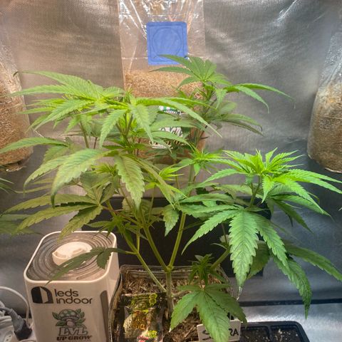 Slurricane #7 S1 growlog timeline photo