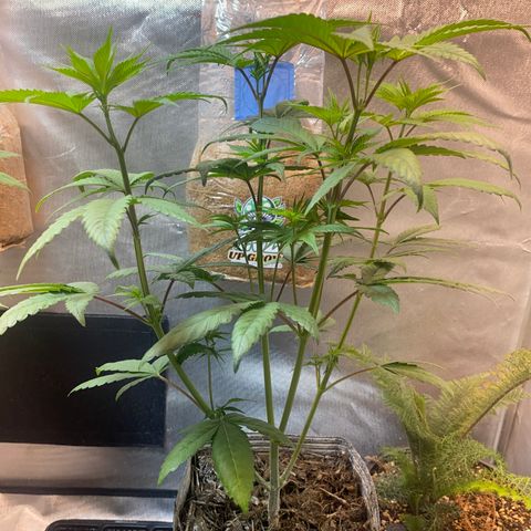 Slurricane #7 S1 growlog timeline photo