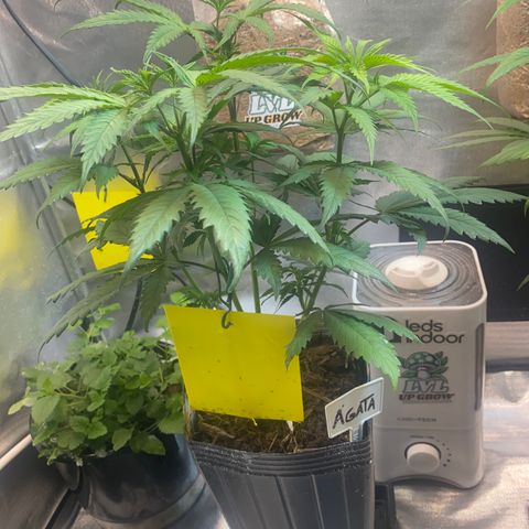 Slurricane #7 S1 growlog timeline photo