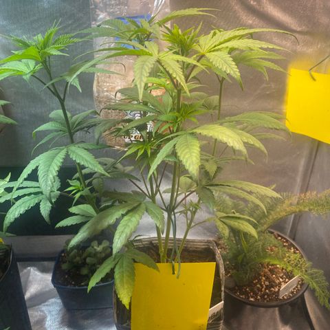 Slurricane #7 S1 growlog timeline photo