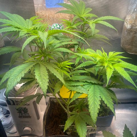 Slurricane #7 S1 growlog timeline photo