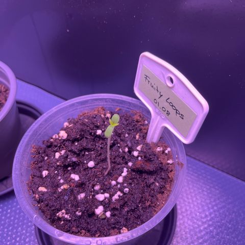 Vx Fruity Loops growlog timeline photo