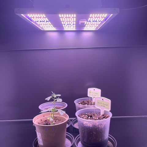 Vx Fruity Loops growlog timeline photo