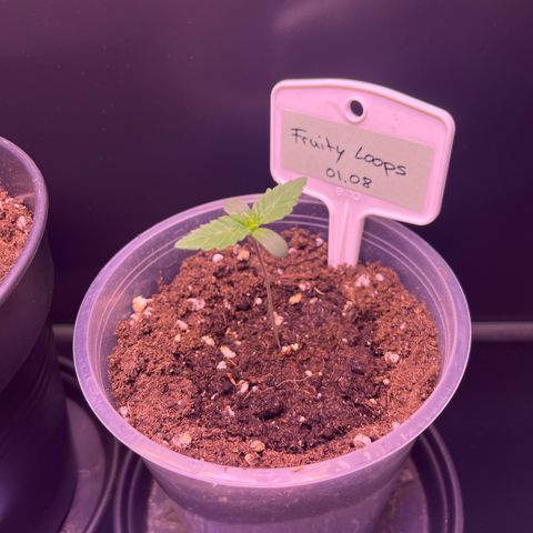 Vx Fruity Loops growlog timeline photo