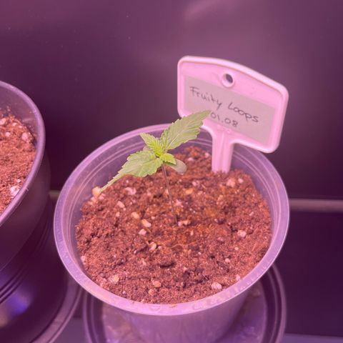 Vx Fruity Loops growlog timeline photo