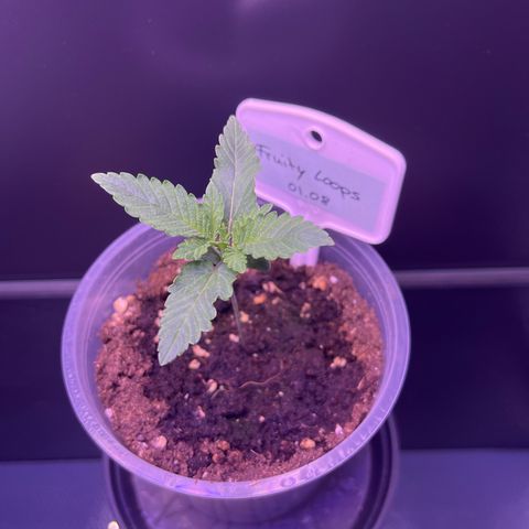 Vx Fruity Loops growlog timeline photo