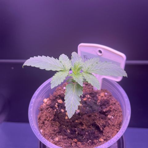 Vx Fruity Loops growlog timeline photo