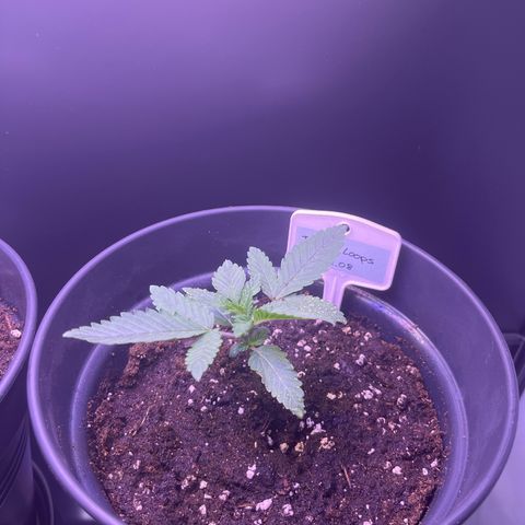 Vx Fruity Loops growlog photo: In 4L Topf umgetopft