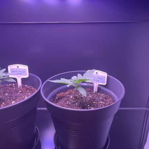 Vx Fruity Loops growlog photo: In 4L Topf umgetopft