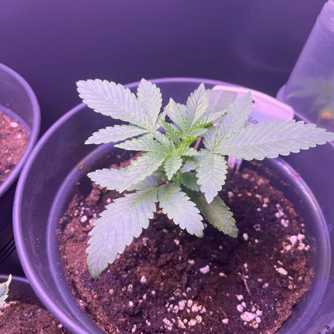 Vx Fruity Loops growlog timeline photo
