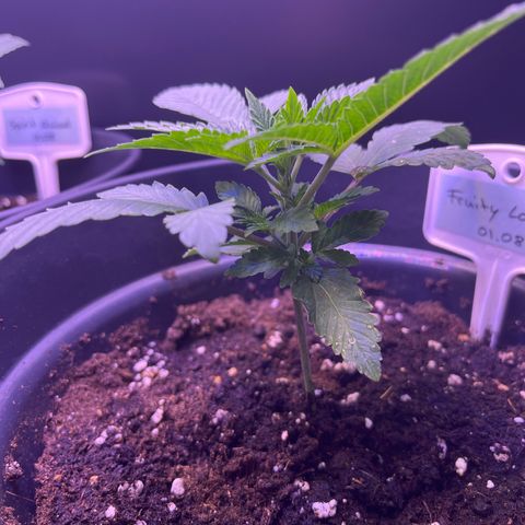 Vx Fruity Loops growlog timeline photo