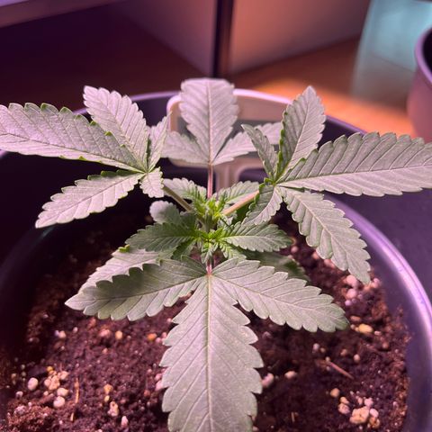 Vx Fruity Loops growlog timeline photo
