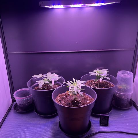 Vx Fruity Loops growlog timeline photo