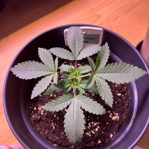 Vx Fruity Loops growlog timeline photo
