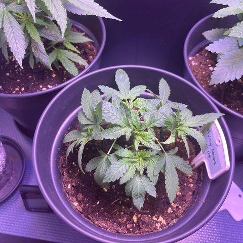 Vx Fruity Loops growlog timeline photo