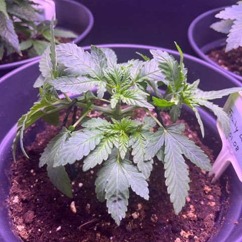 Vx Fruity Loops growlog timeline photo