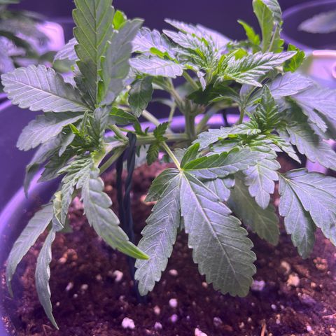 Vx Fruity Loops growlog timeline photo