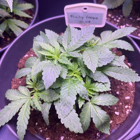Vx Fruity Loops growlog timeline photo