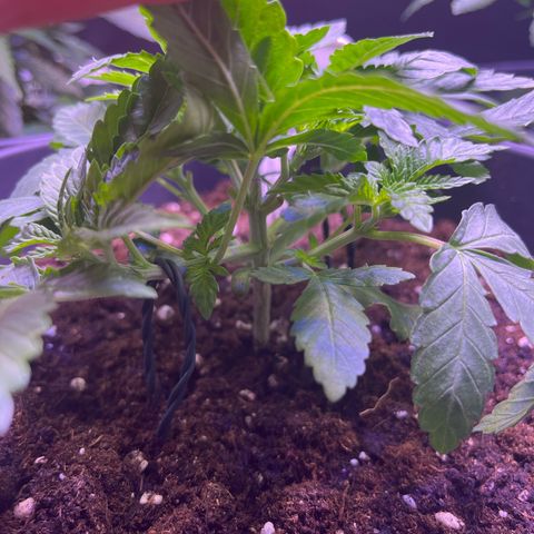 Vx Fruity Loops growlog timeline photo
