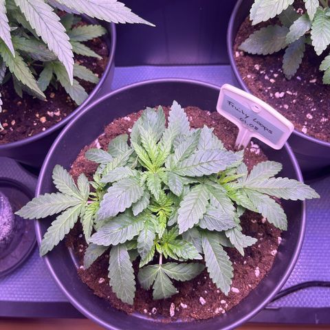 Vx Fruity Loops growlog timeline photo