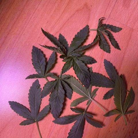Vx Fruity Loops growlog timeline photo