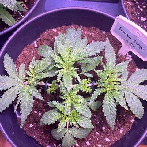 Vx Fruity Loops growlog timeline photo