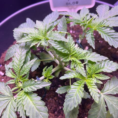 Vx Fruity Loops growlog timeline photo