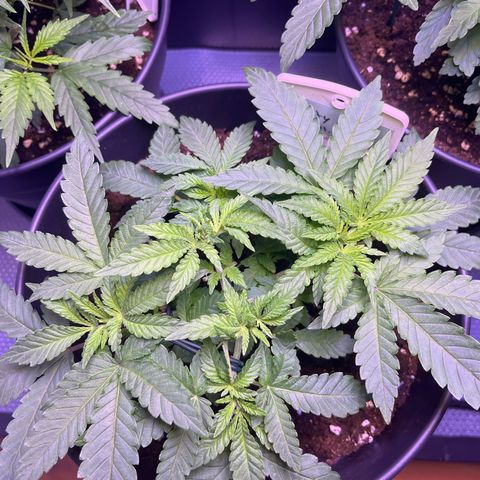 Vx Fruity Loops growlog timeline photo