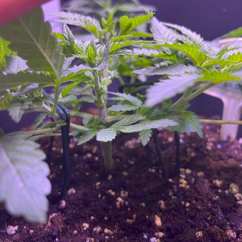 Vx Fruity Loops growlog timeline photo