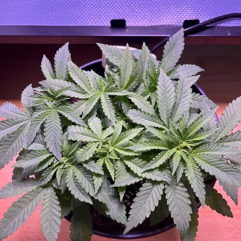 Vx Fruity Loops growlog timeline photo