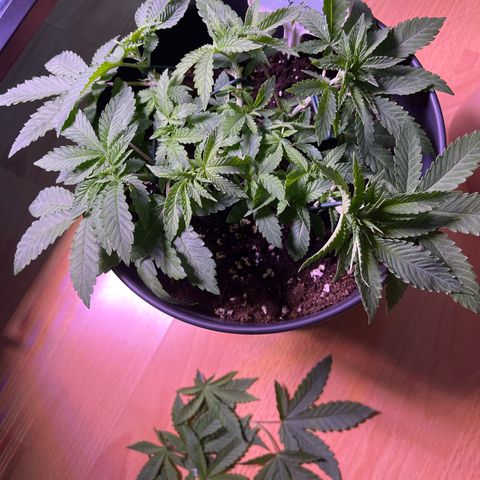 Vx Fruity Loops growlog timeline photo