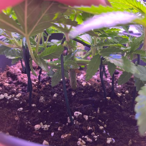 Vx Fruity Loops growlog timeline photo