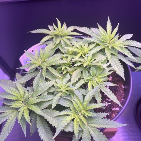 Vx Fruity Loops growlog timeline photo