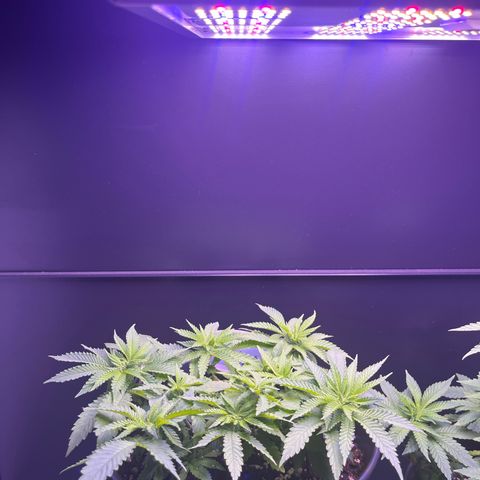 Vx Fruity Loops growlog timeline photo