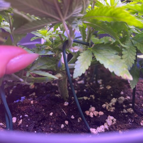 Vx Fruity Loops growlog timeline photo