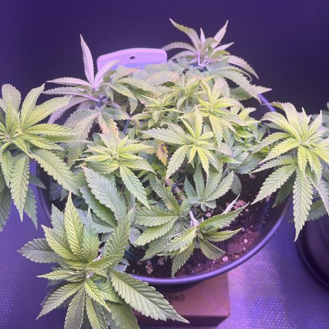 Vx Fruity Loops growlog photo: Leichte Mangelerscheinungen Calcium/Magnesium