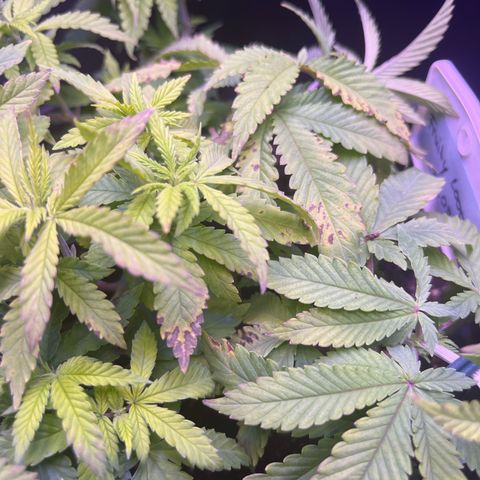 Vx Fruity Loops growlog photo: Leichte Mangelerscheinungen Calcium/Magnesium