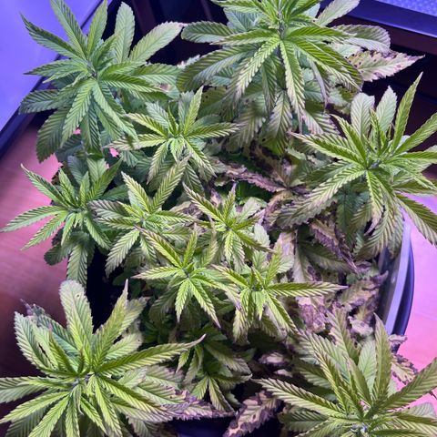 Vx Fruity Loops growlog photo: Eine Woche Fremdbetreuung & weiterer Calcium/Magnesium Mangel