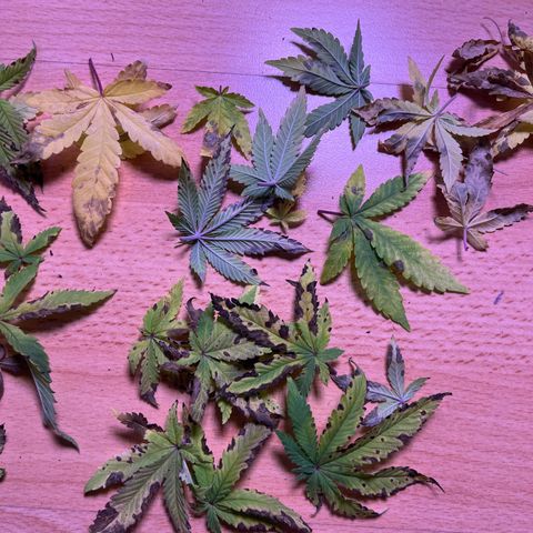Vx Fruity Loops growlog photo: Eine Woche Fremdbetreuung & weiterer Calcium/Magnesium Mangel