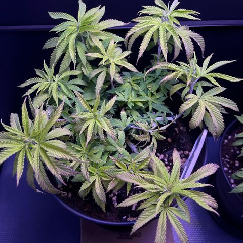 Vx Fruity Loops growlog photo: Eine Woche Fremdbetreuung & weiterer Calcium/Magnesium Mangel