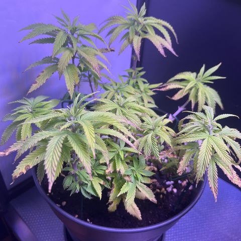 Vx Fruity Loops growlog photo: Immernoch starke Mangelerscheinungen 