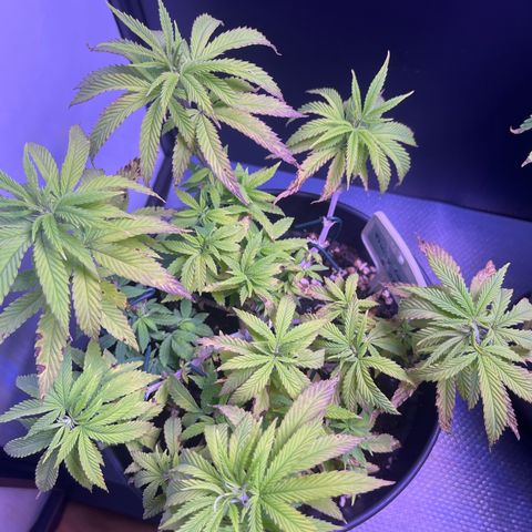 Vx Fruity Loops growlog photo: Immernoch starke Mangelerscheinungen 