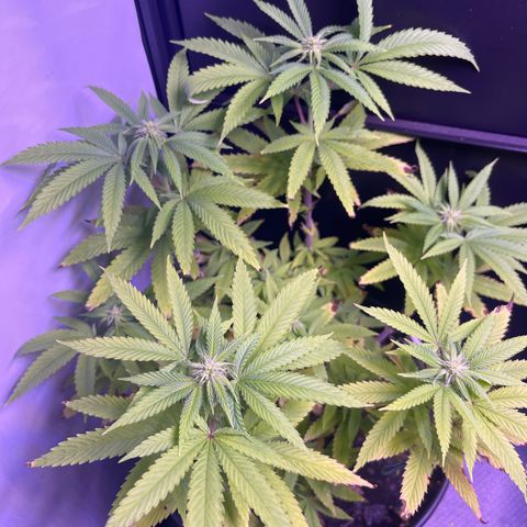 Vx Fruity Loops growlog timeline photo